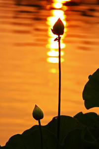 佛罗伦萨球员精彩盘带突破，助球队夺冠