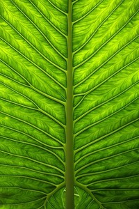 东亚劲旅连胜夺得出线席位，决心揭竿起义